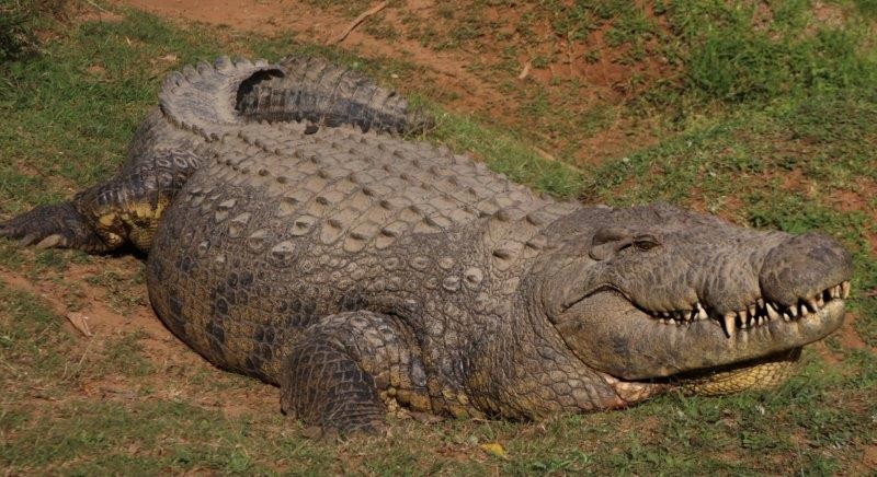 Crocworld crocs on a healthy new diet