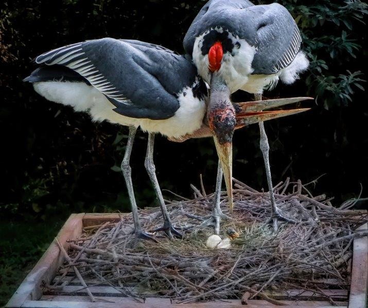 Happy hatchling for Crocworld storks