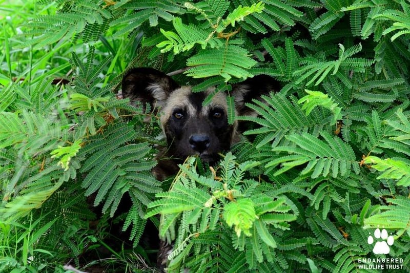 MetroFibre joins the Endangered Wildlife Trust’s pack to support Wild Dog conservation