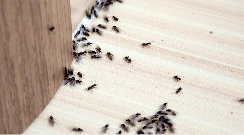 Eco-Friendly Solutions to Persistent Ant Infestations