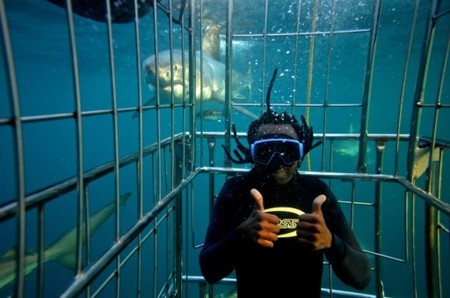 The KZN South Coast Has Sardine Fever! 7 Great Ways to Witness the Greatest Shoal on Earth