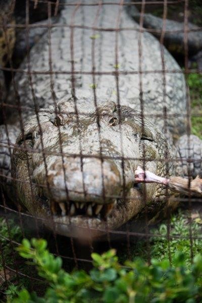 Holiday fun at Crocworld