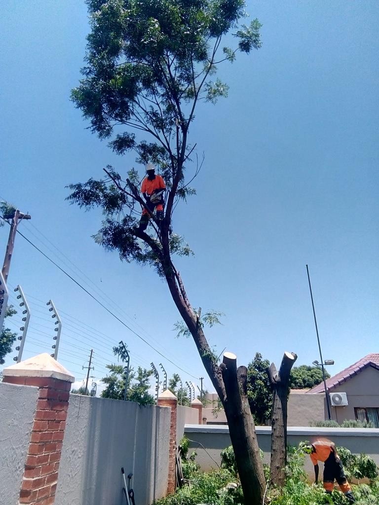 Tree pruning your beautify property | Schedule Now