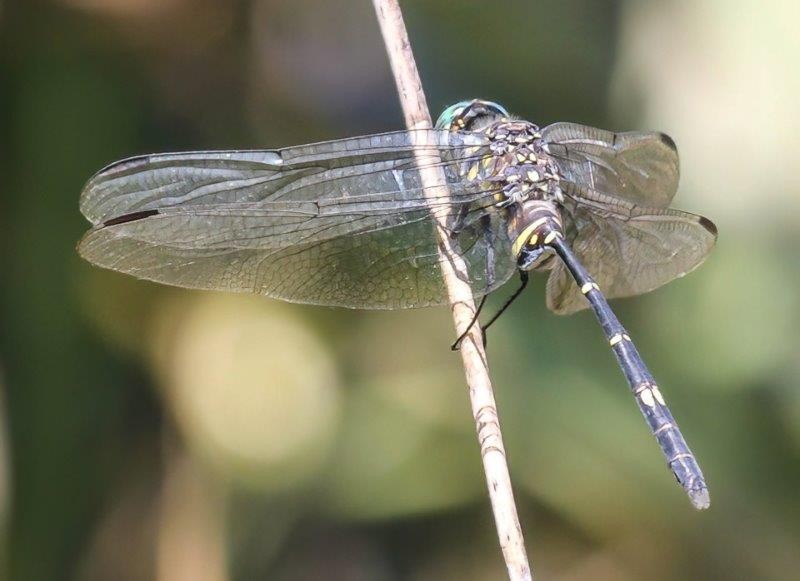 Renishaw Hills residents launch citizen science group that benefits environment