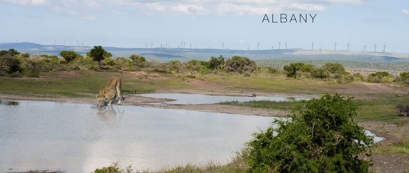 The Wind Farm Dilemma: Balancing Renewable Energy with South Africa's Natural Beauty