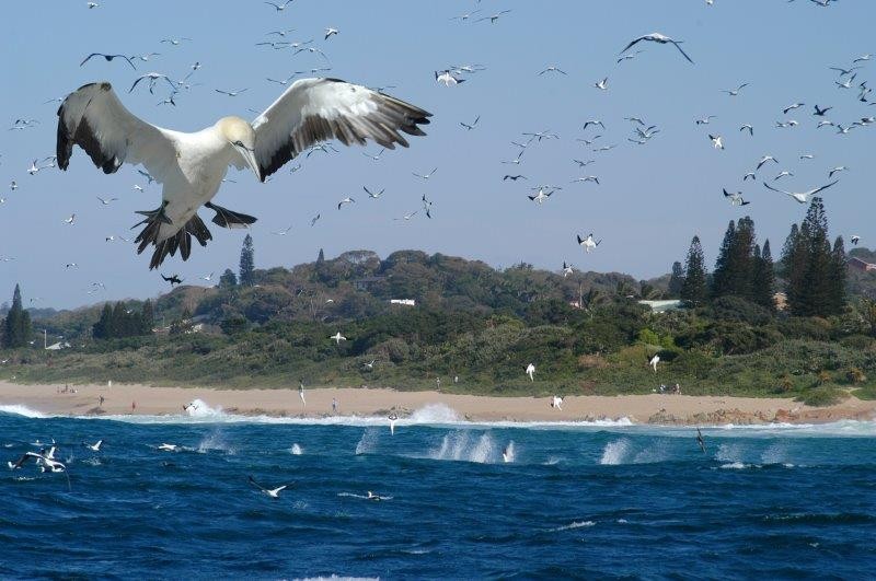 The scene is set on the KZN South Coast for the Greatest Shoal on Earth!