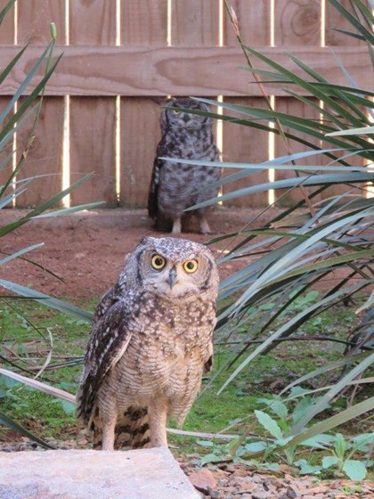 Conservation collaboration will see captive-born owlet released into the wild