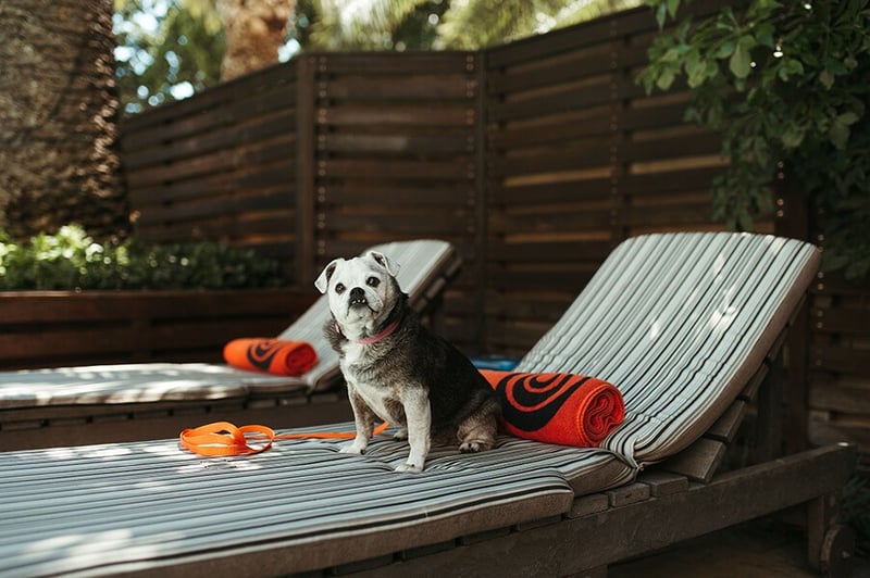 Southern Sun expands SunPet offering with two additional pet-friendly hotels