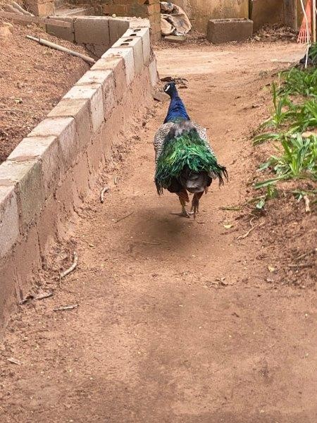 New peachicks strutting their stuff at Crocworld