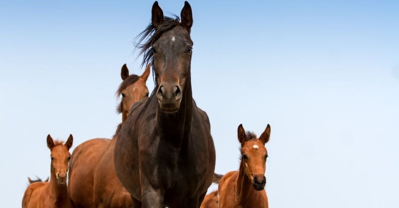 How to Evaluate the Effectiveness of Horse Supplements