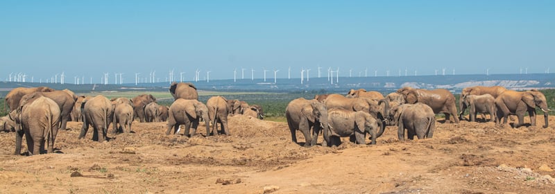 The Wind Farm Dilemma: Balancing Renewable Energy with South Africa's Natural Beauty