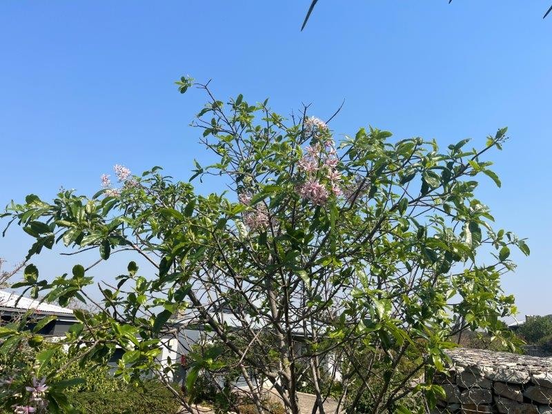 Renowned SA botanist Dr Elsa Pooley shares great spring and summer garden tips ahead of El Niño