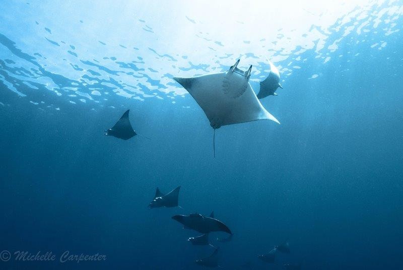 Unique Devil Ray Conservation Dive launched on the KZN South Coast!