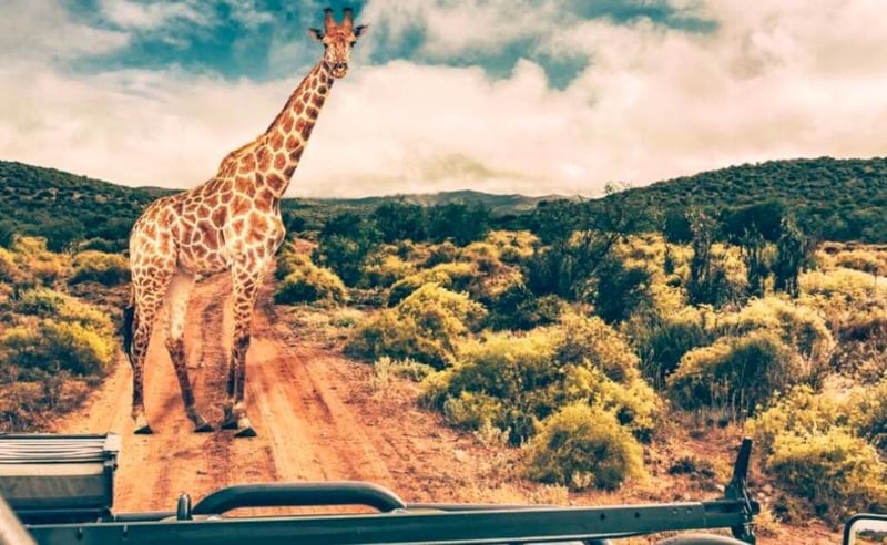 Navigating the Serengeti of Choices: How to Find the Perfect Kosher Safari Tour