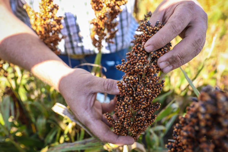 Back to the Future: Reviving Sorghum in South Africa