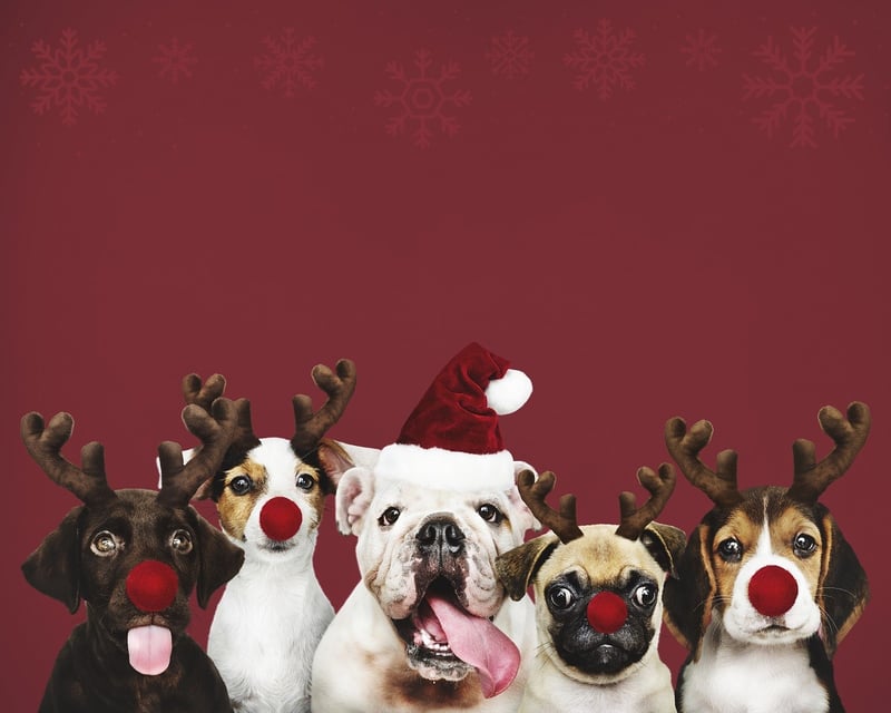 Pet Responsibility During the Festive Season