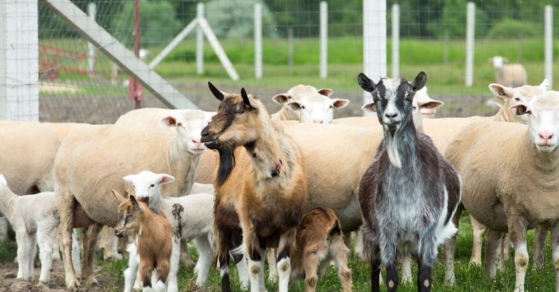 Fulviphos Plus: The Supplement Your Sheep and Goats Need