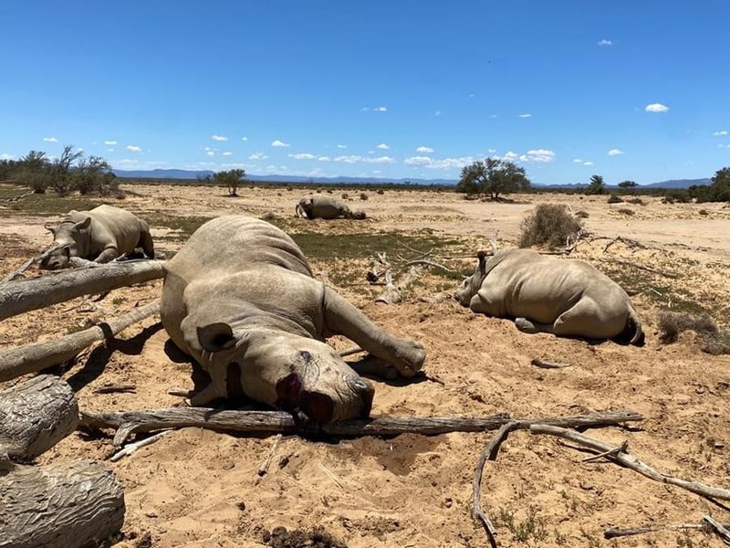 Rhino massacre in Western Cape as Festive Season starts