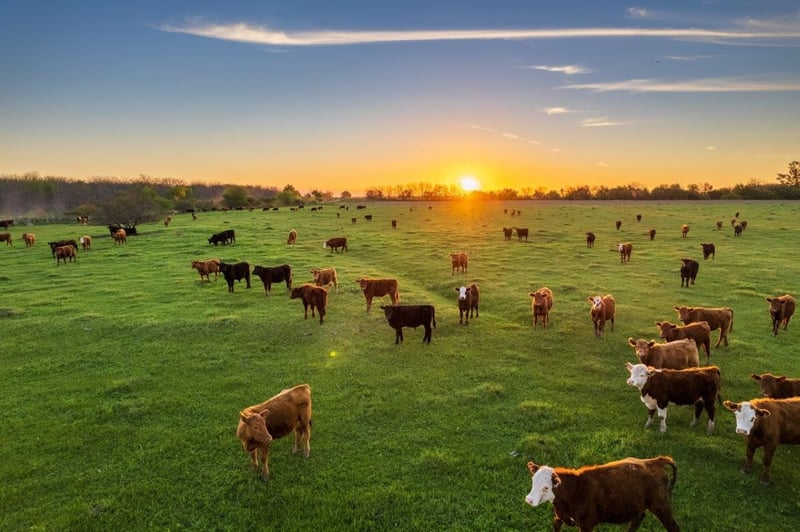 Southern Oil pioneers waste reduction through repurposing canola seed by product into nutrient-rich animal feed