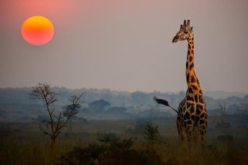 Discover the Adventure of a Lifetime Exquisite Kosher Travel in Africa