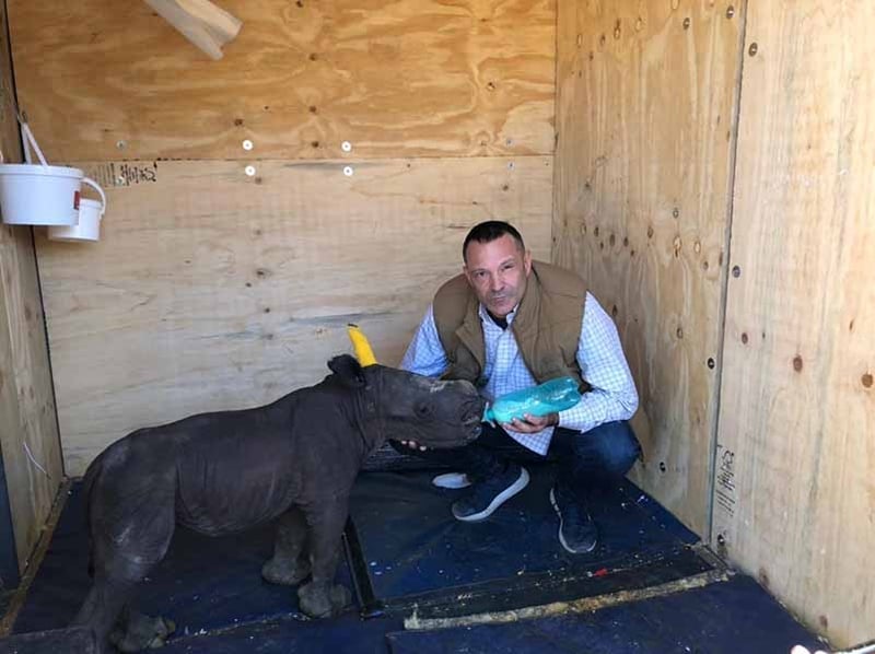 Inverdoorn surviving Rhino birth baby now orphaned