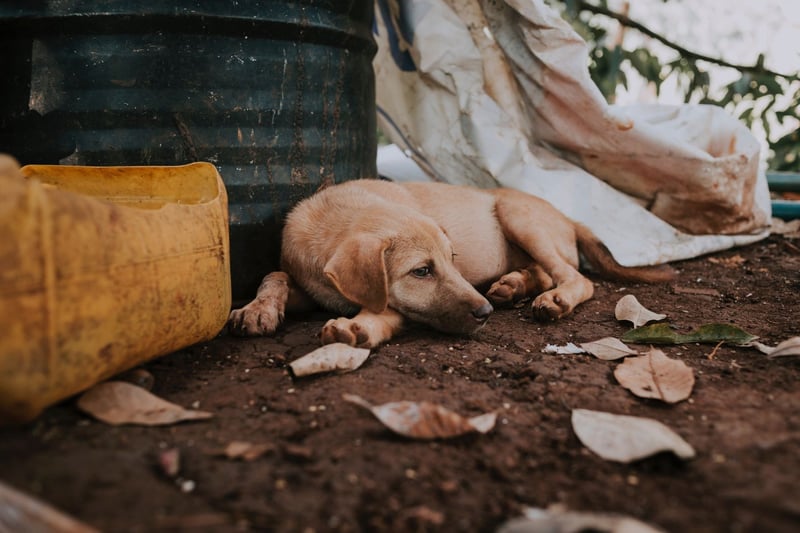 Mars Petcare reveals first-ever data of the state of pet homelessness in South Africa