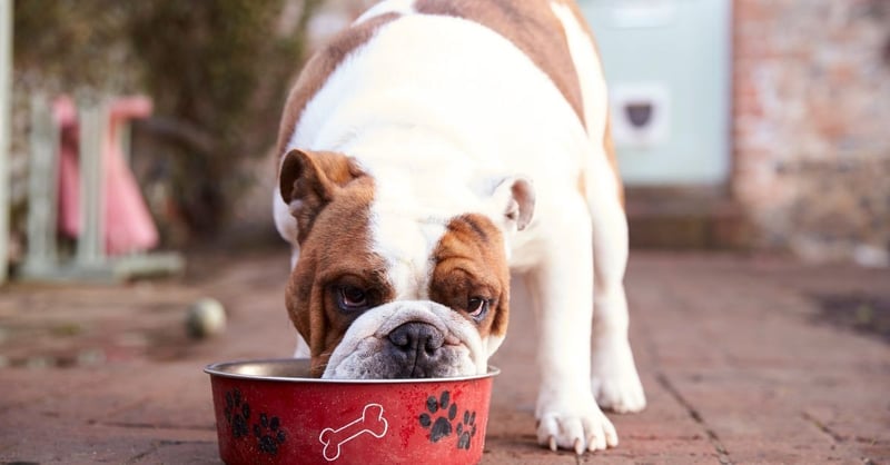 Supporting Your Dog's Health with Targeted Supplements