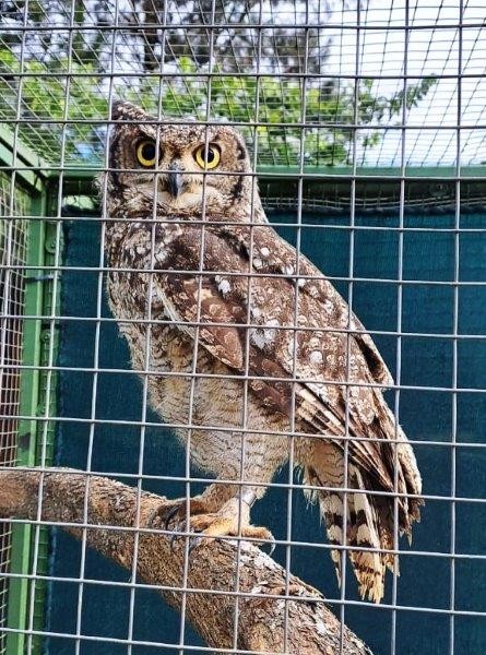 Two hoots and a hooray for owl release!