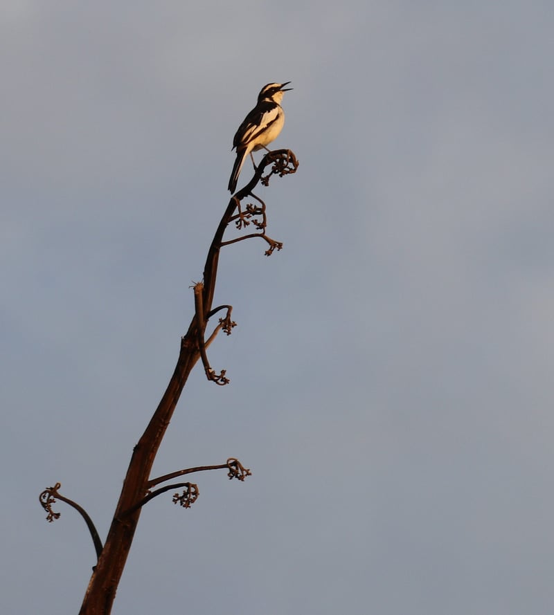 Enjoy some awesome springtime bird sightings along the mid-South Coast