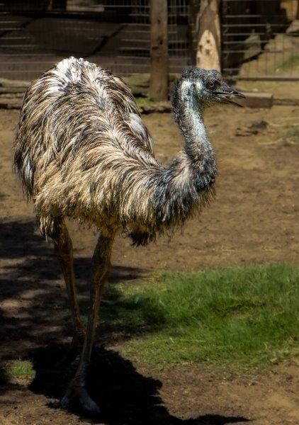 Crocworld welcomes Elliot the Emu to the family