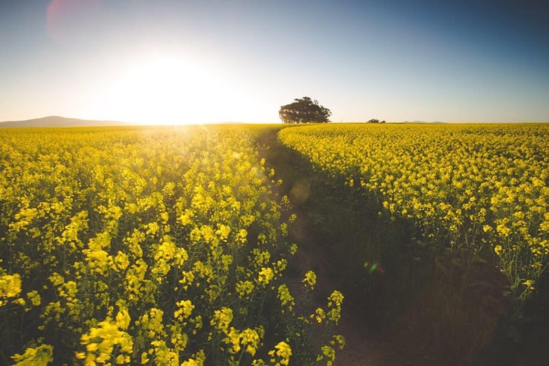 South Africa's Record-Breaking Canola Harvest Expected to Exceed 220,000 Tons