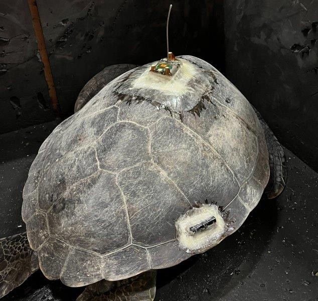 Two Oceans Aquarium’s Bob the Turtle takes plunge back into open ocean home