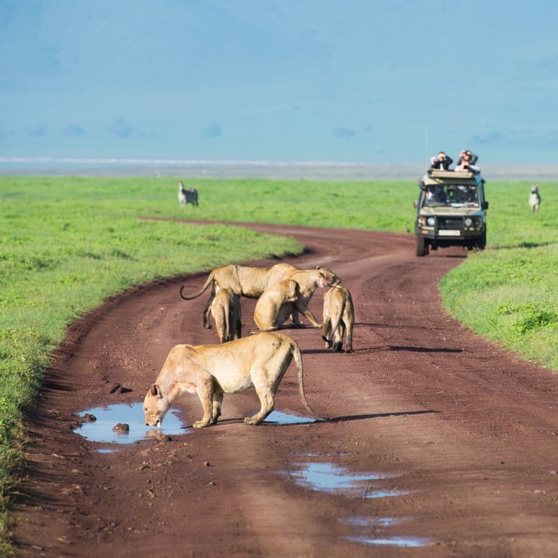 Myth-busting safaris - How bundu-bashing in Africa can save you from burnout