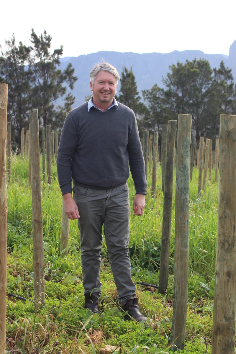 Vergelegen Innovates with New Cabernet Sauvignon Plantings and Trellis System