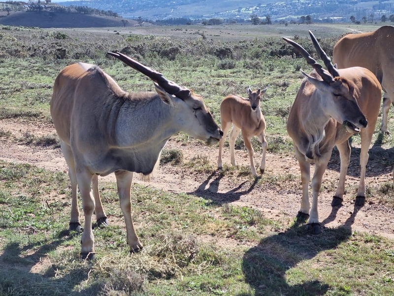 Vergelegen welcomes wildlife ahead of World Environment Day