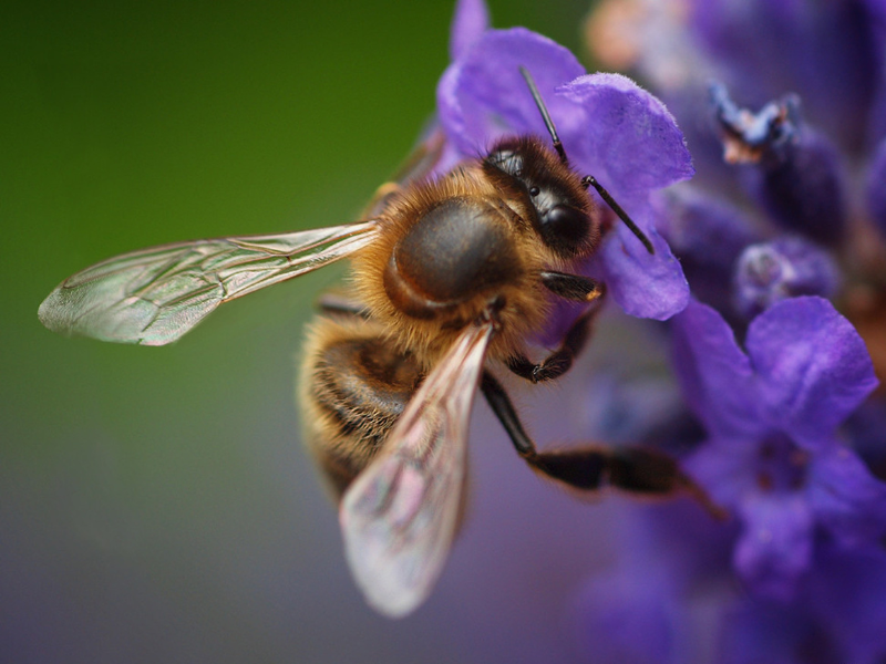 Pollination success needs more than bees in fields