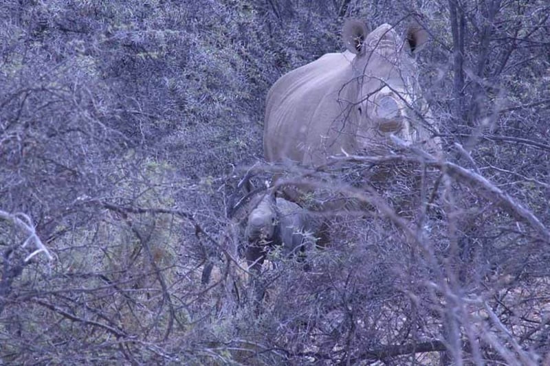 Another Rhino birth at Inverdoorn