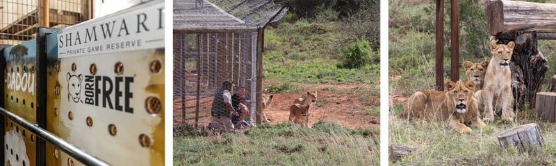 Lions of Lyon finally rehomed on African soil