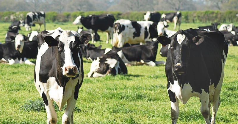 Kwazulu-natal Beefs Up Foot And Mouth Defence With Expanded Control Areas