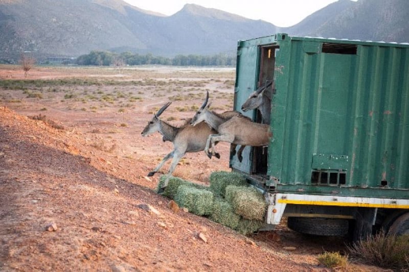 Elation as new wildlife arrive at Aquila