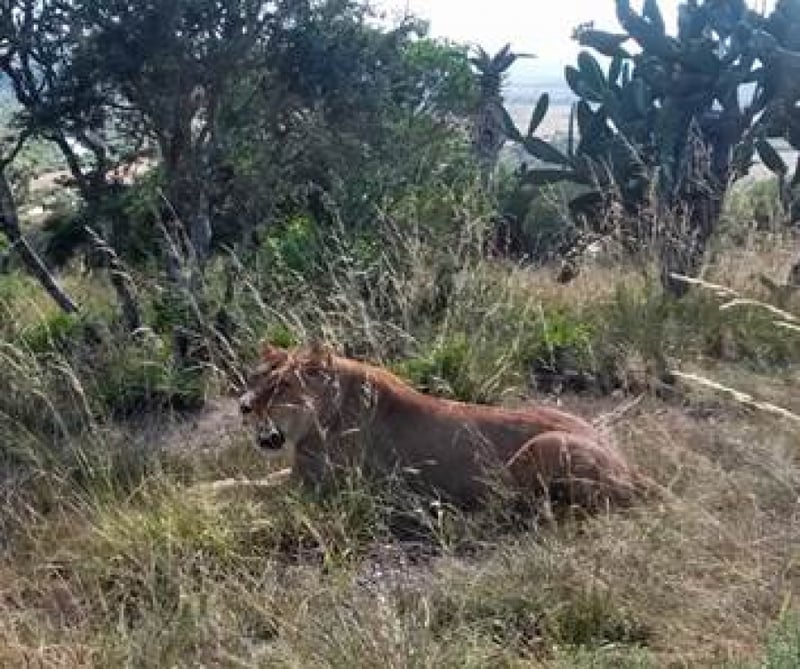 Rescued Lionesses Welcomed at New African Home