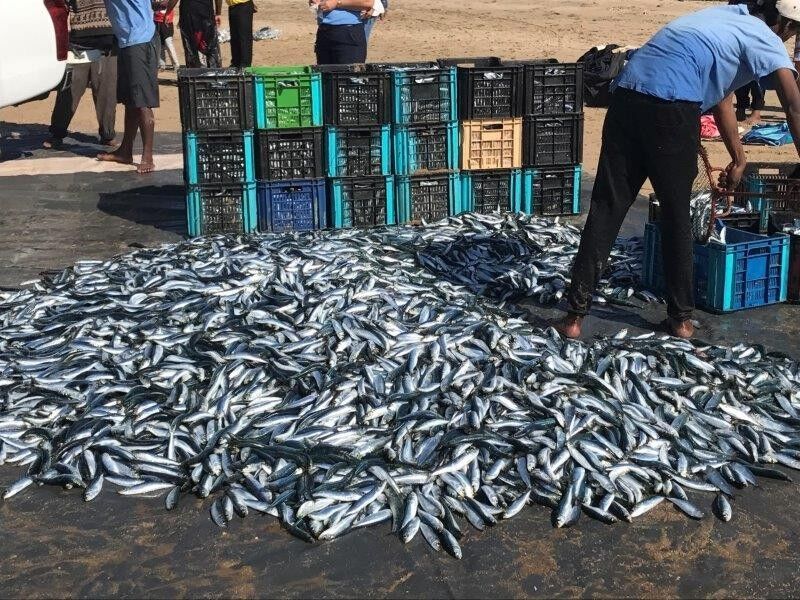 The Sardine Run is heading for the KZN South Coast - Here’s what you need to know!