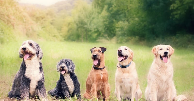 The Perfect Remedy For Skin Irritations In Dogs