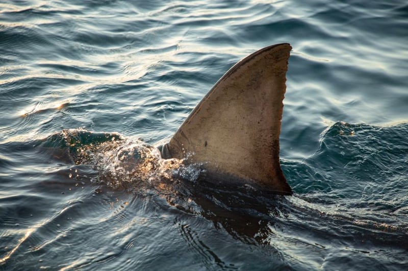 SHARKFEST 2020 KICKS OFF THIS JULY, WITH ITS BIGGEST LINEUP EVER IN A FOUR-WEEK SHARKFEST MARATHON