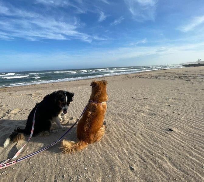 Uncover the best tail-wagging adventures at these KZN South Coast pet-friendly venues