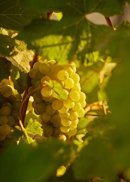 In Quiet Confidence | Bellingham Wines Harvest Report 2025