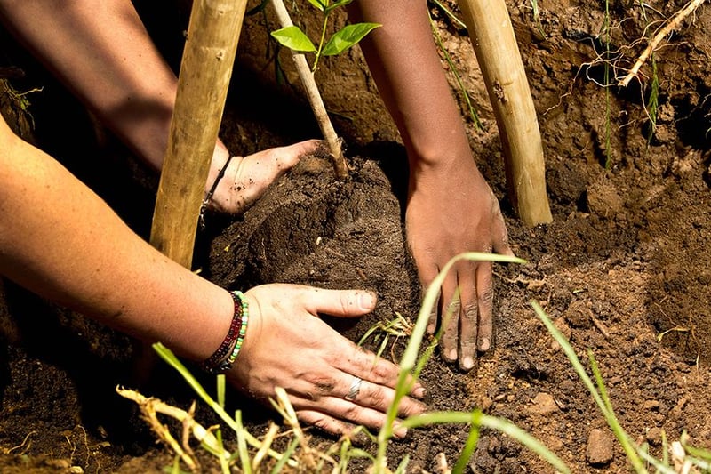 Shared value project celebrates 16 000 trees this Arbor Week