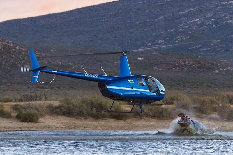 Rogue Hippo Captured