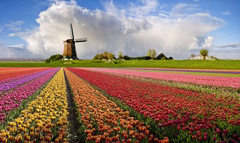 Everything You Need To Know About Amsterdam’s Iconic Tulip Season
