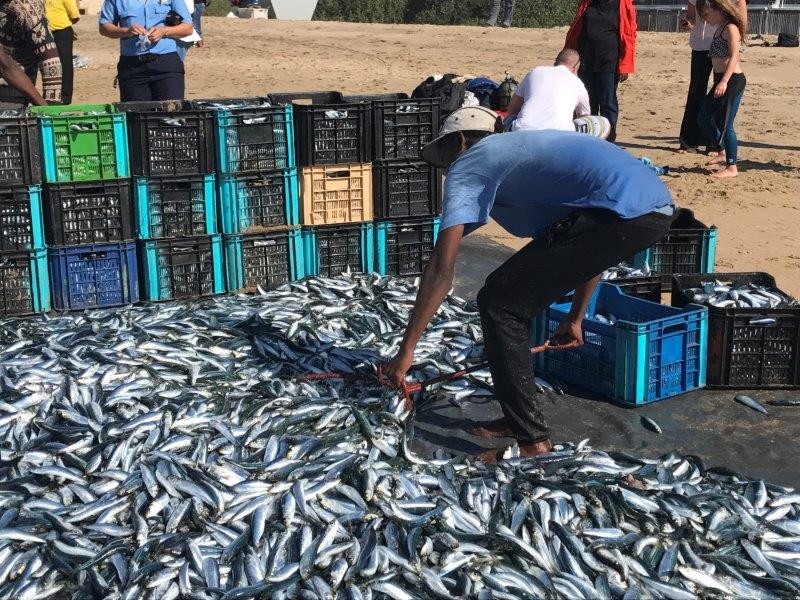 The countdown has begun! 5 reasons not to miss the Sardine Run on the KZN South Coast